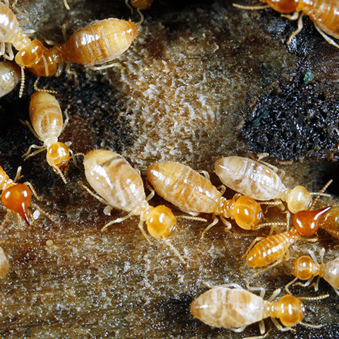 Termite Resistant