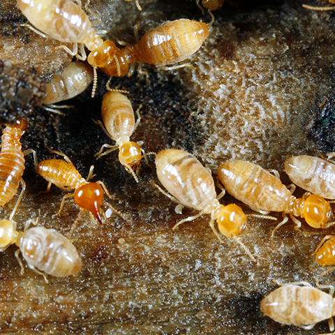 Termite Resistant