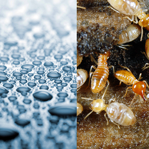 Water & Termite Shield