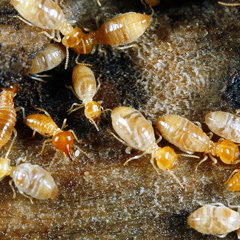 Termite Resistant